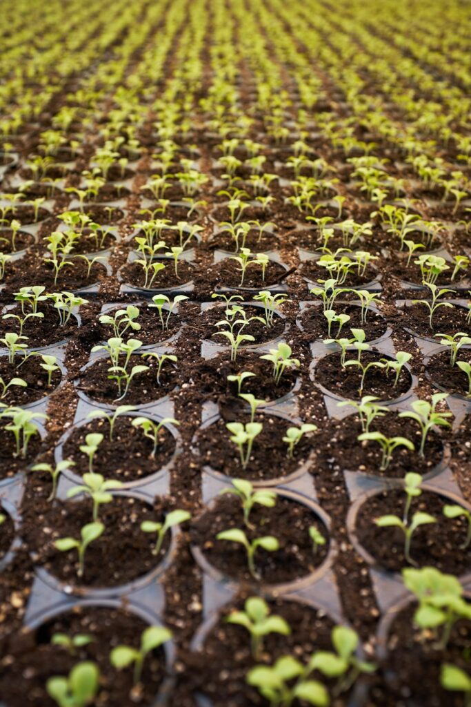 green farm with spinach sprouts